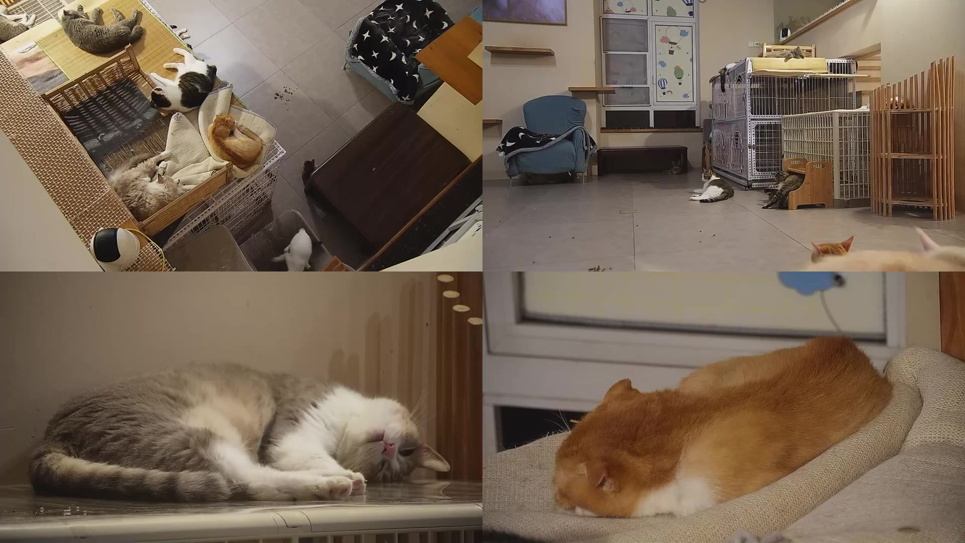 【2025-09-04 00点场】喵放送：喵放送☀️喵呜~