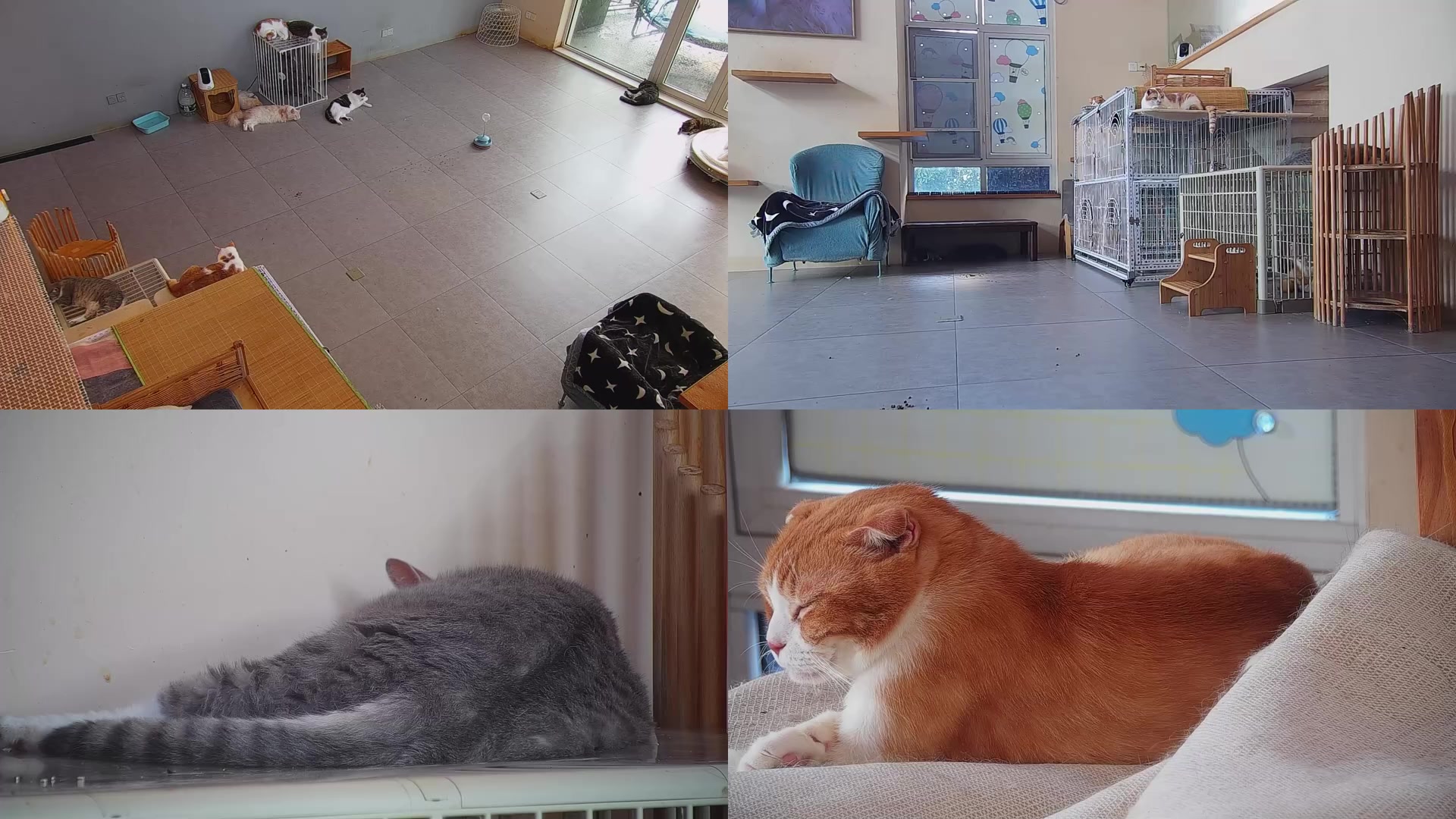 【2025-09-04 06点场】喵放送：喵放送☀️喵呜~