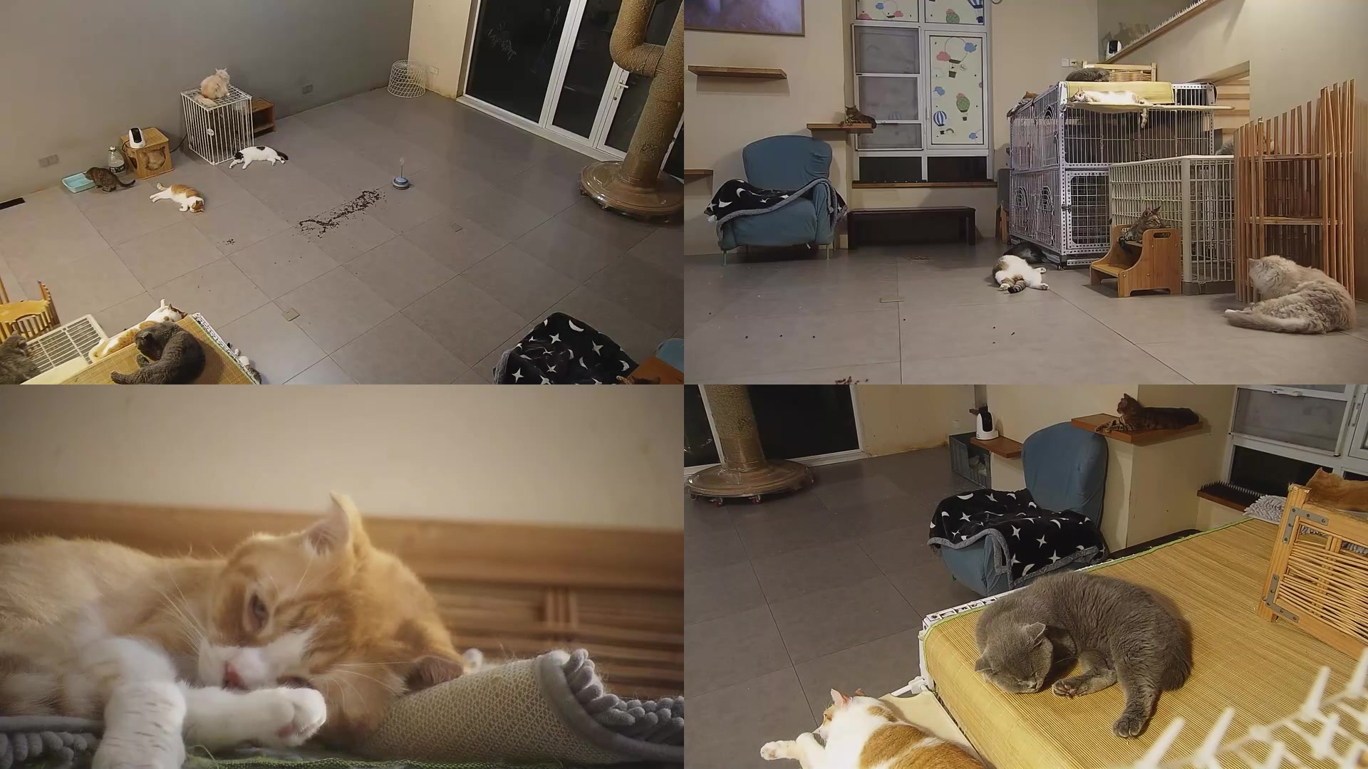 【2025-09-03 22点场】喵放送：喵放送☀️喵呜~