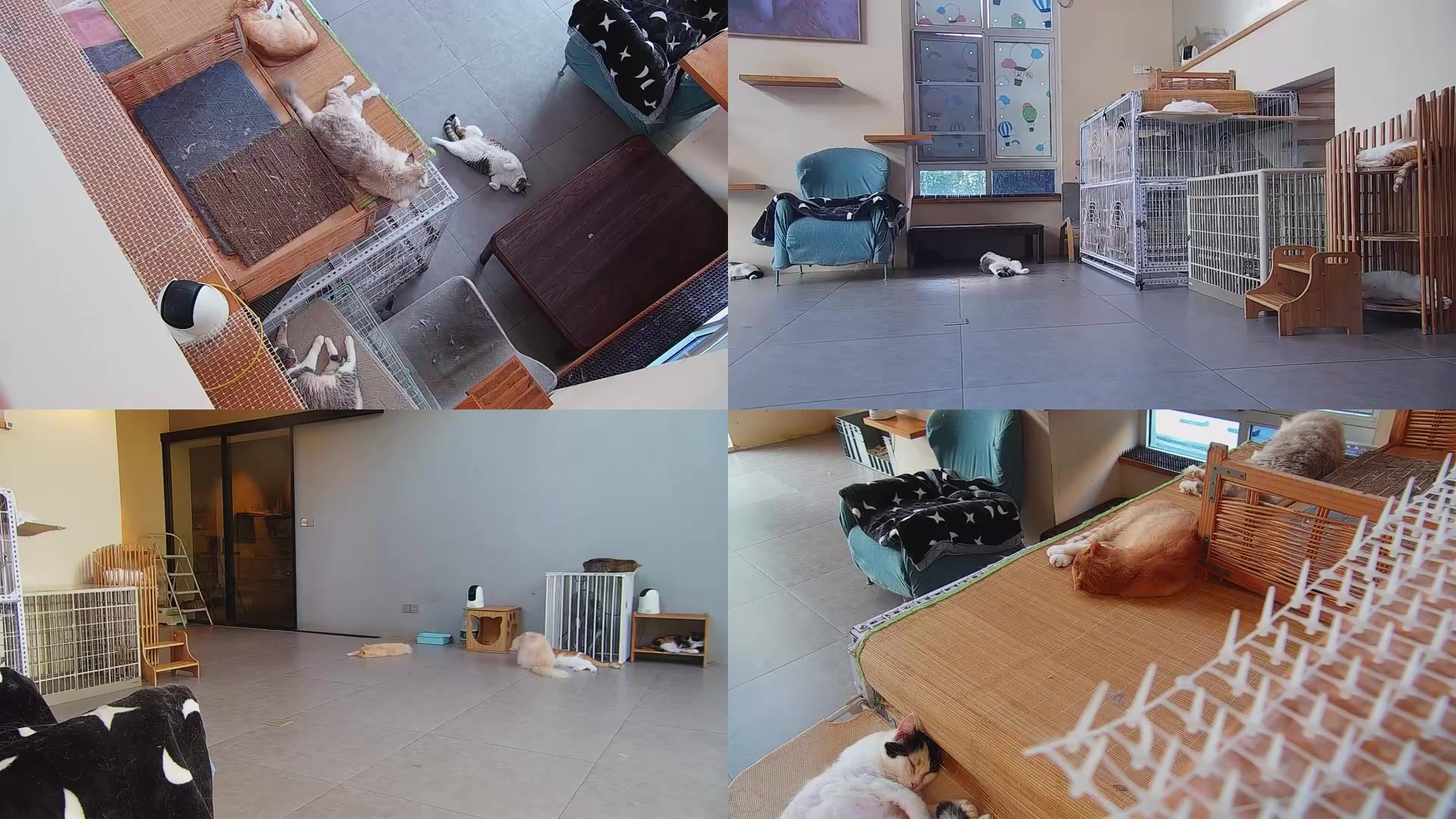 【2025-09-07 06点场】喵放送：喵放送☀️喵呜~