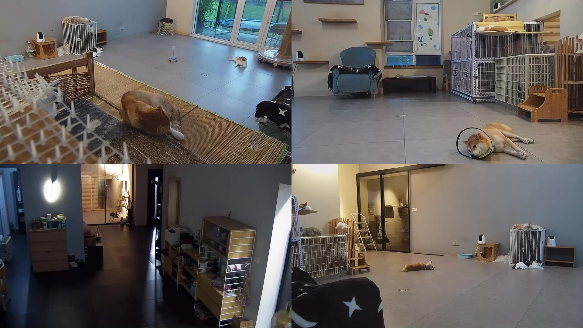 【2025-09-08 16点场】喵放送：喵放送☀️喵呜~