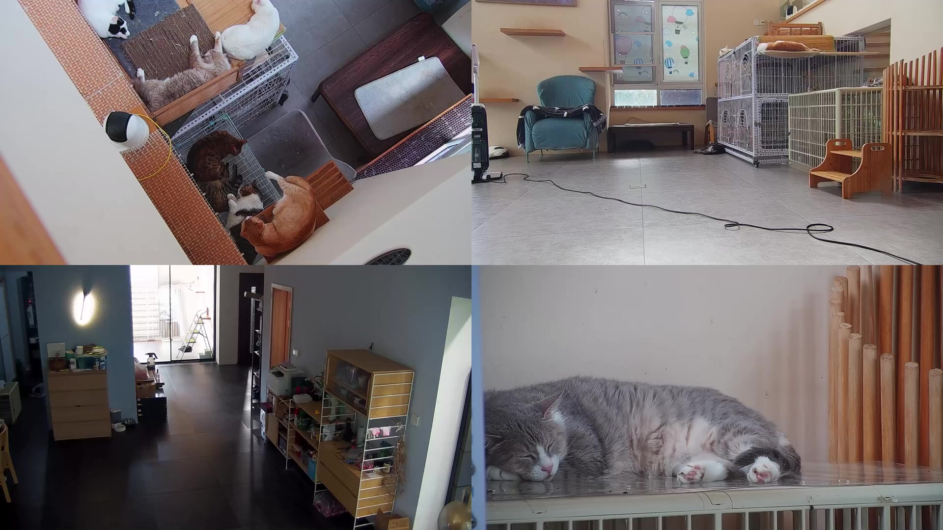 【2025-09-08 14点场】喵放送：喵放送☀️喵呜~