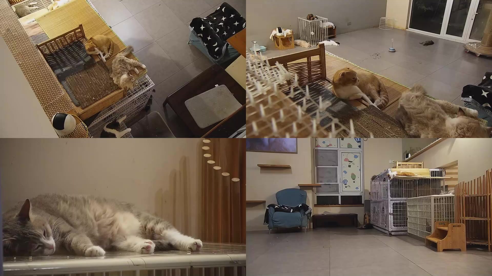 【2025-09-09 00点场】喵放送：喵放送☀️喵呜~