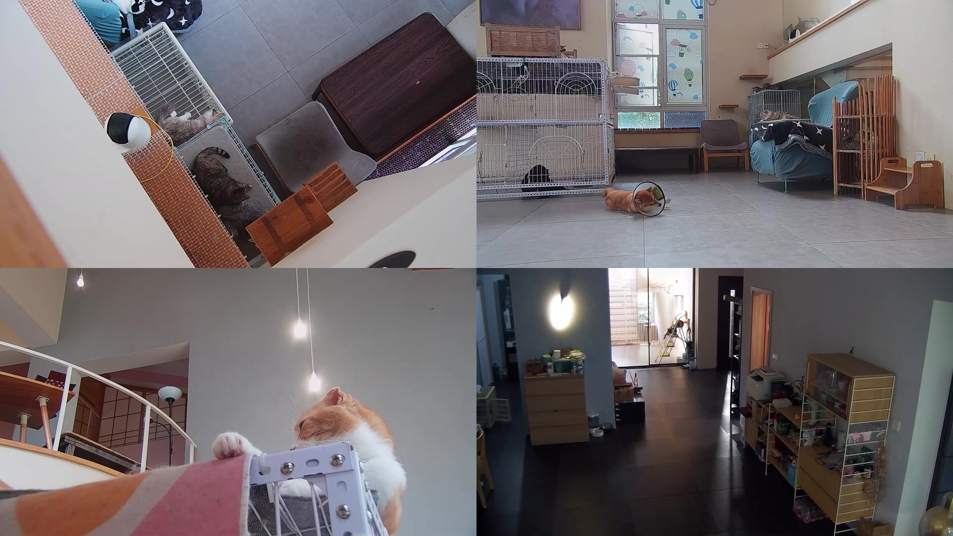 【2025-09-09 16点场】喵放送：喵放送☀️喵呜~