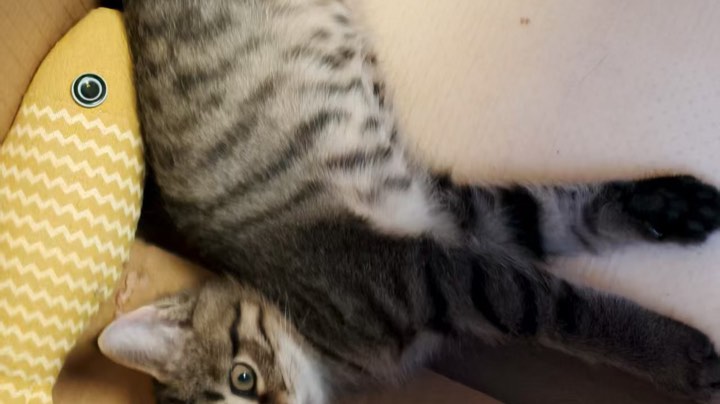 【2025-9-8 18点场】你很会打吗小别山:绝活棒击大地