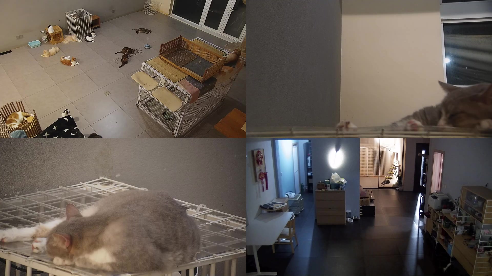 【2025-09-09 20点场】喵放送：喵放送☀️喵呜~