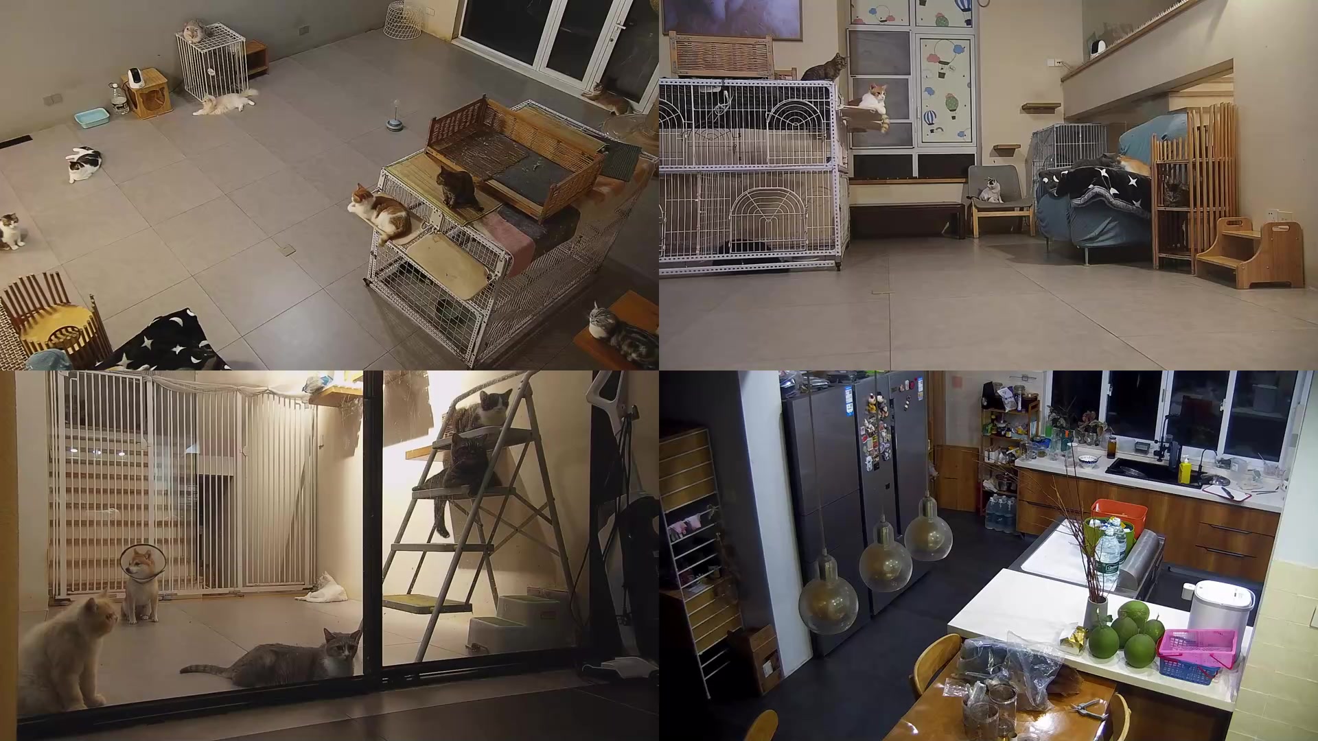 【2025-09-09 18点场】喵放送：喵放送☀️喵呜~