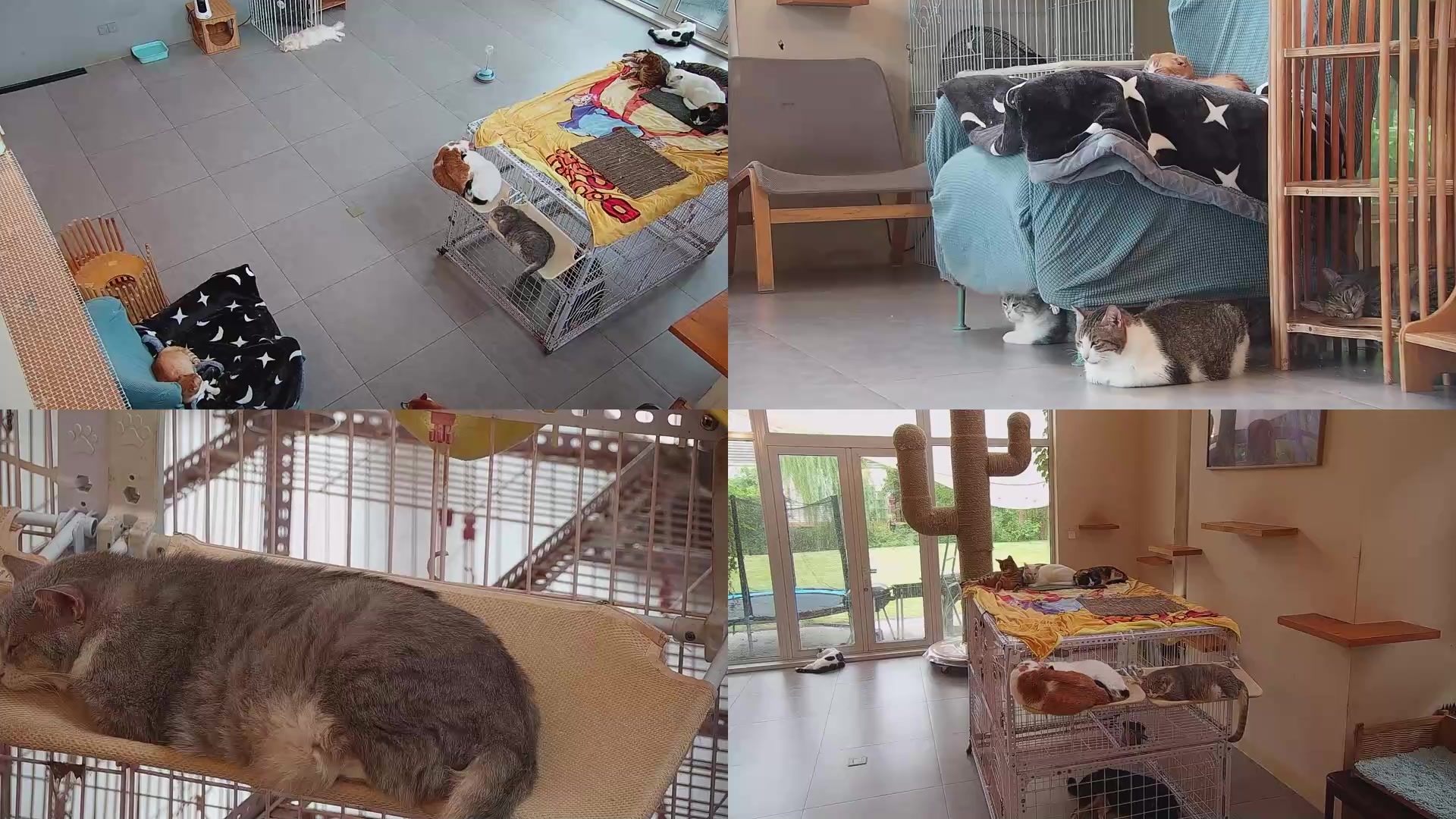 【2025-09-10 16点场】喵放送：喵放送☀️喵呜~