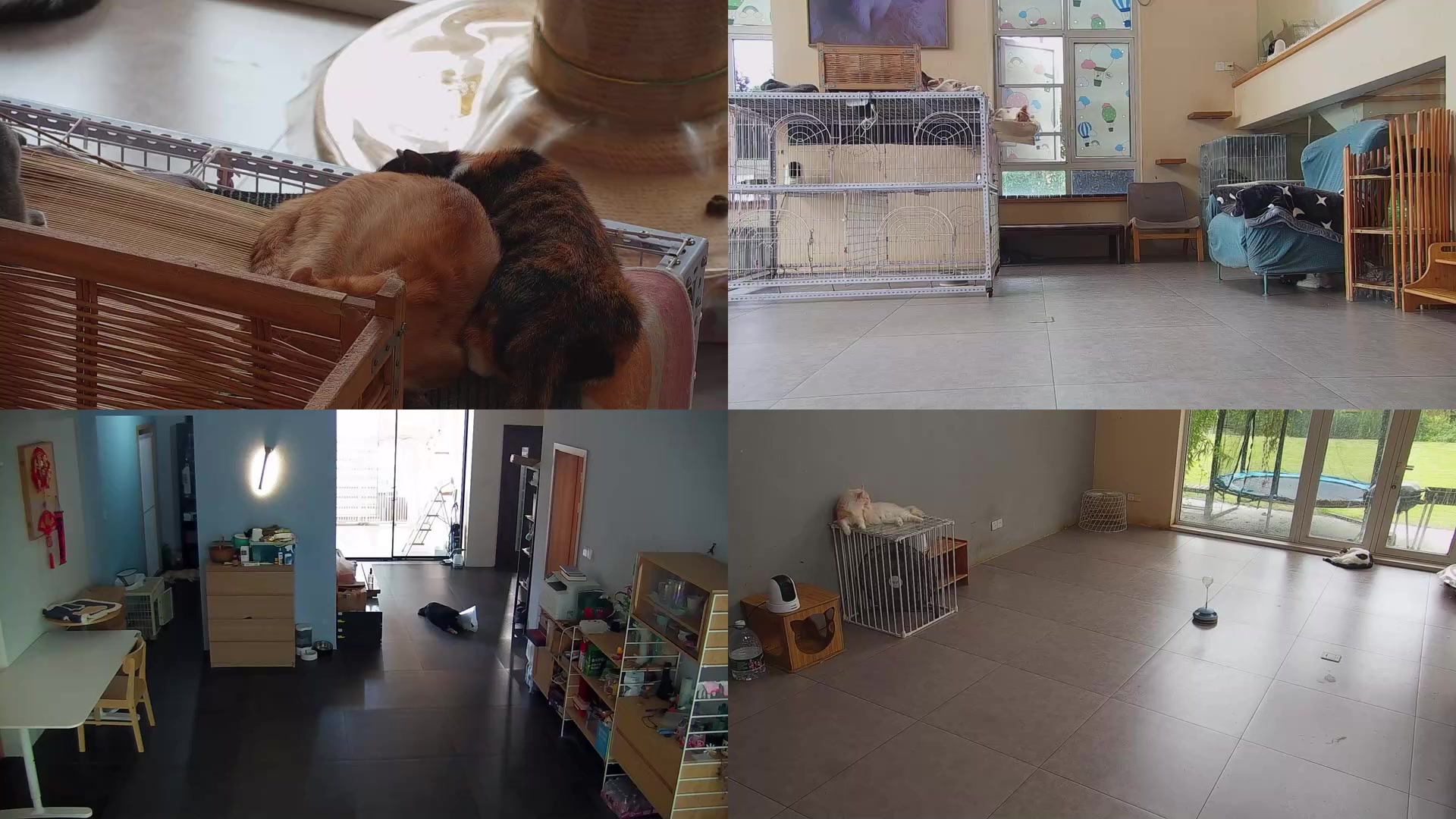 【2025-09-10 10点场】喵放送：喵放送☀️喵呜~