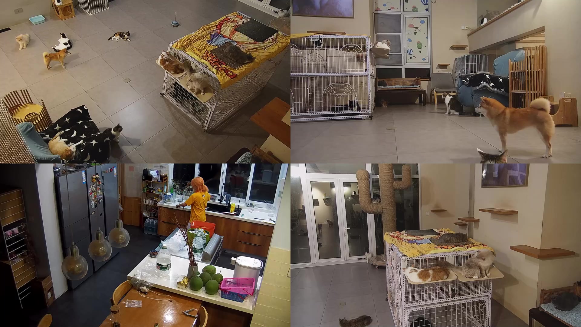 【2025-09-10 18点场】喵放送：喵放送☀️喵呜~