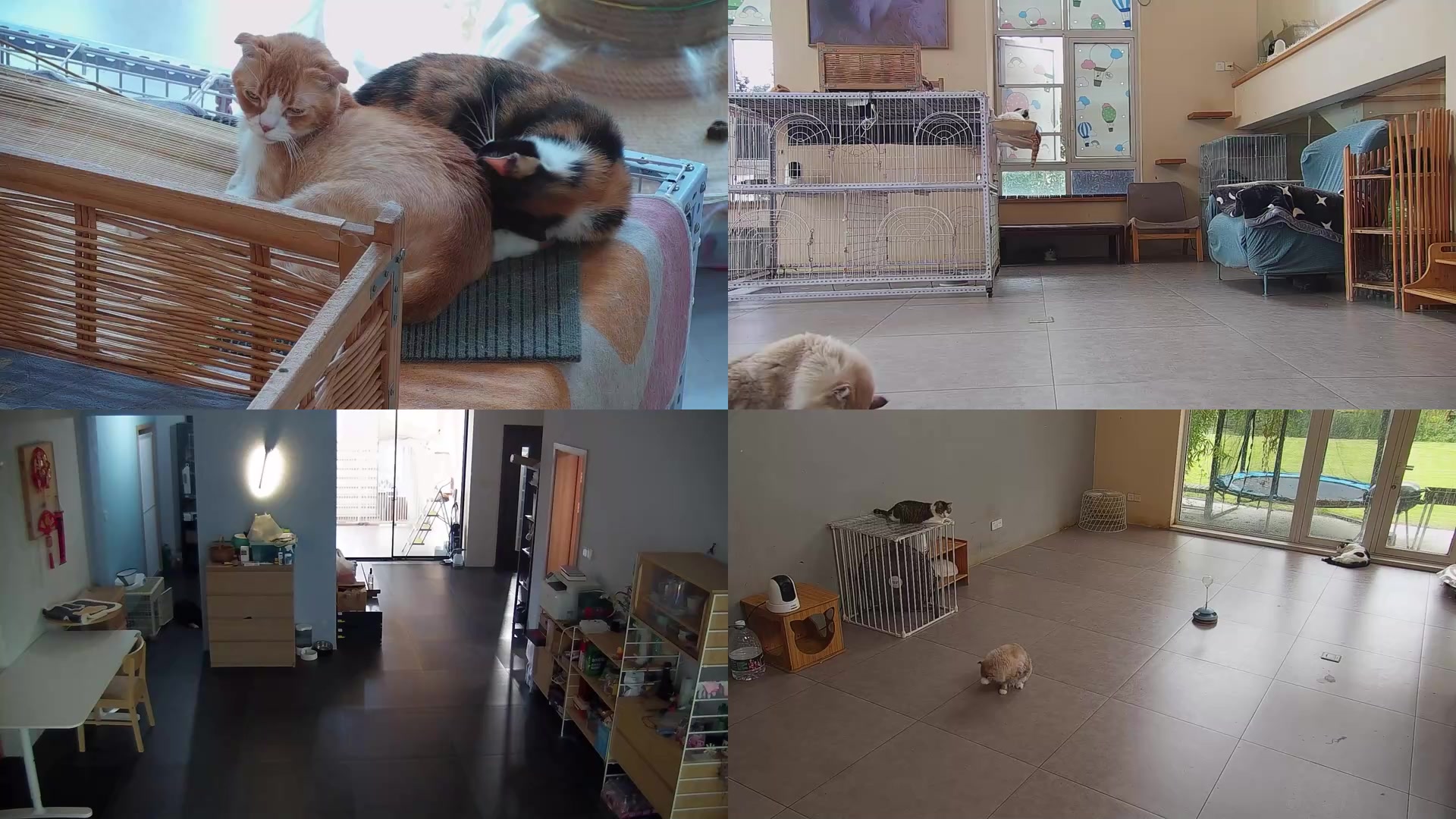 【2025-09-10 08点场】喵放送：喵放送☀️喵呜~