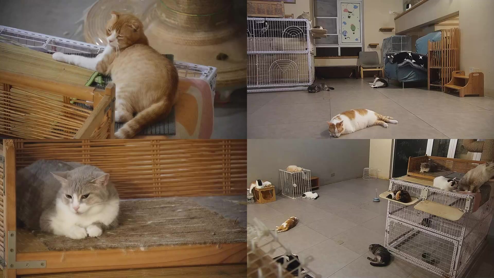 【2025-09-10 00点场】喵放送：喵放送☀️喵呜~