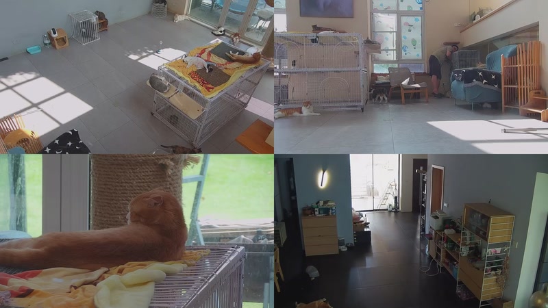 【2025-09-13 14点场】喵放送：喵放送☀️喵呜~