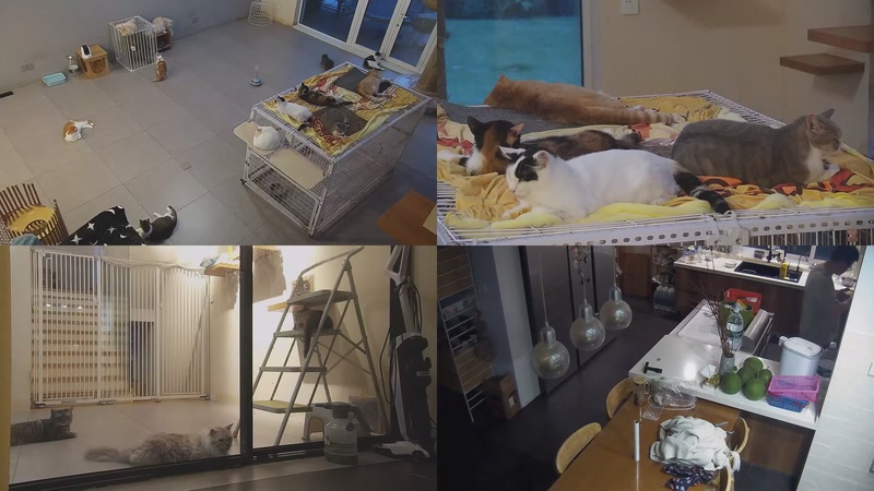 【2025-09-13 18点场】喵放送：喵放送☀️喵呜~