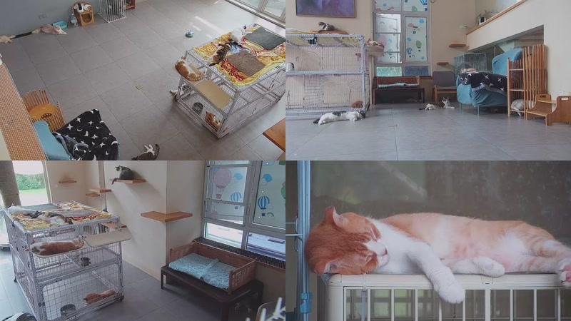 【2025-09-14 10点场】喵放送：喵放送☀️喵呜~