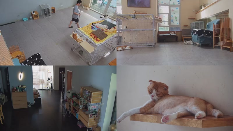 【2025-09-14 12点场】喵放送：喵放送☀️喵呜~