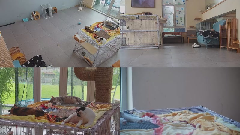 【2025-09-14 06点场】喵放送：喵放送☀️喵呜~