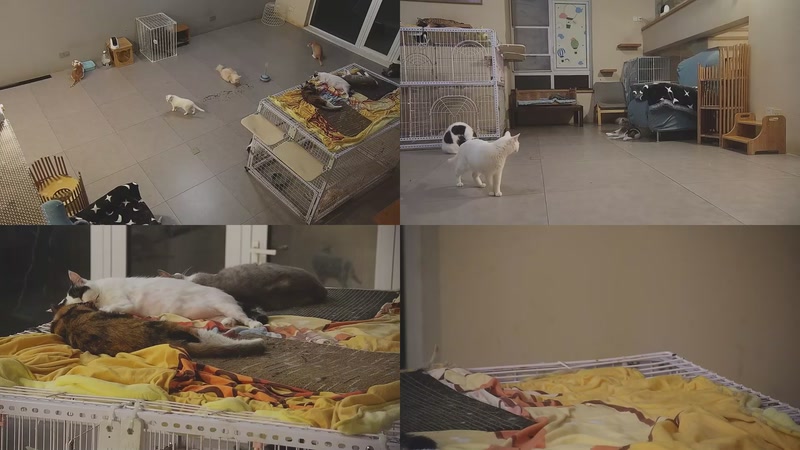 【2025-09-14 04点场】喵放送：喵放送☀️喵呜~