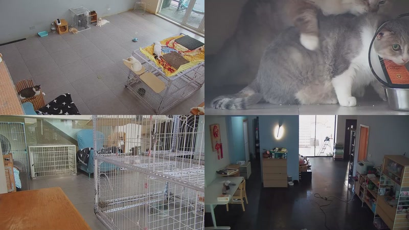 【2025-09-15 12点场】喵放送：喵放送☀️喵呜~