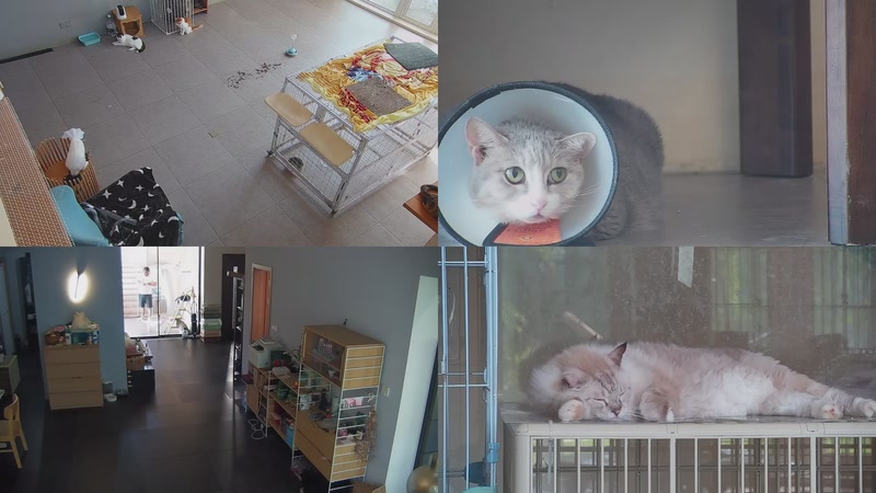 【2025-09-17 08点场】喵放送：喵放送☀️喵呜~