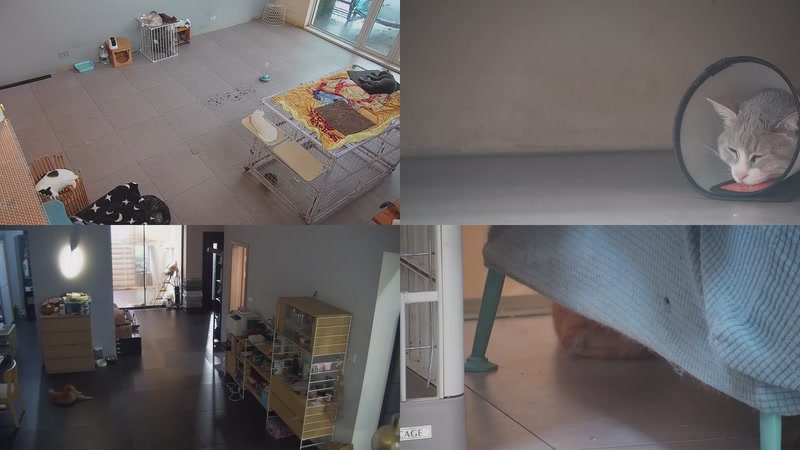 【2025-09-17 14点场】喵放送：喵放送☀️喵呜~