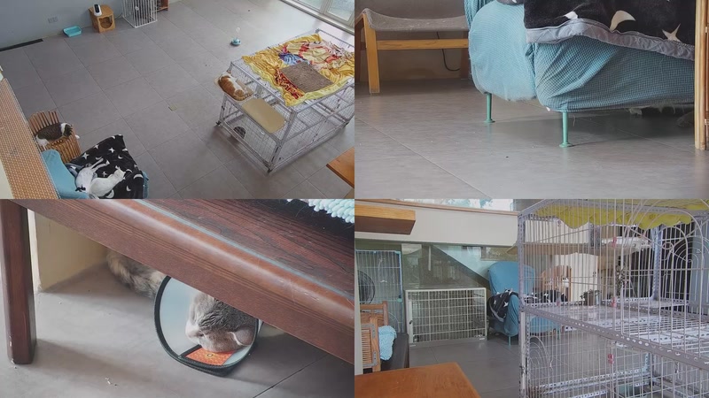 【2025-09-18 10点场】喵放送：喵放送☀️喵呜~