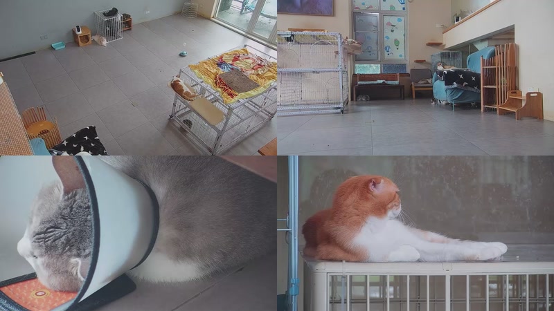 【2025-09-18 08点场】喵放送：喵放送☀️喵呜~