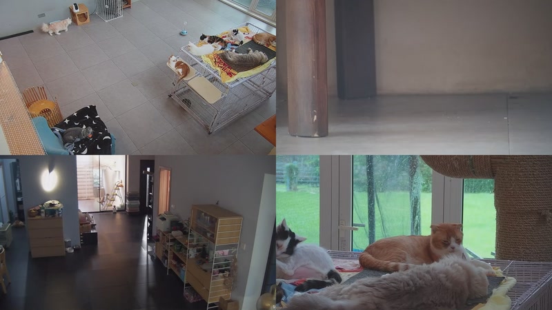 【2025-09-18 16点场】喵放送：喵放送☀️喵呜~