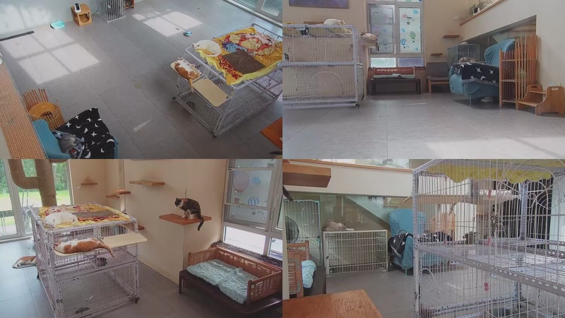 【2025-09-18 14点场】喵放送：喵放送☀️喵呜~