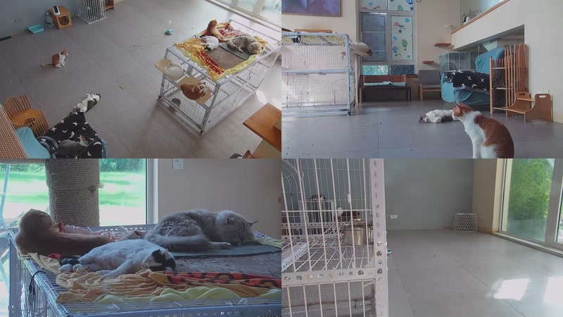 【2025-09-19 08点场】喵放送：喵放送☀️喵呜~