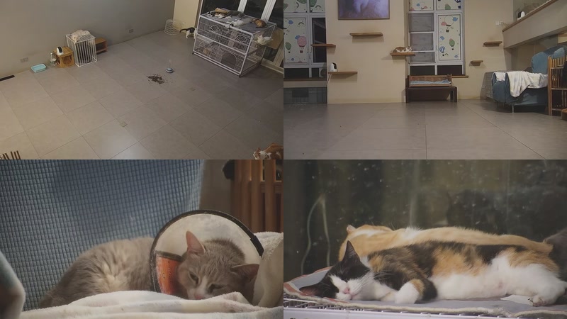 【2025-09-20 00点场】喵放送：喵放送☀️喵呜~