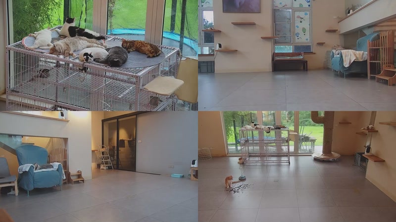 【2025-09-20 06点场】喵放送：喵放送☀️喵呜~