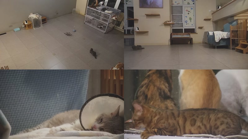 【2025-09-20 02点场】喵放送：喵放送☀️喵呜~