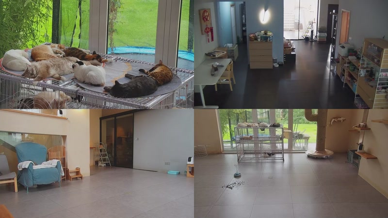 【2025-09-20 08点场】喵放送：喵放送☀️喵呜~