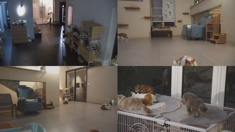 【2025-09-20 18点场】喵放送：喵放送☀️喵呜~