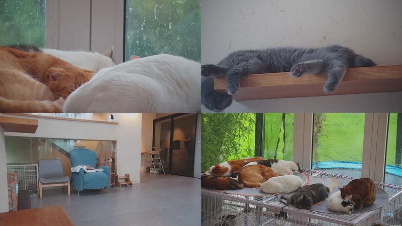 【2025-09-20 14点场】喵放送：喵放送☀️喵呜~