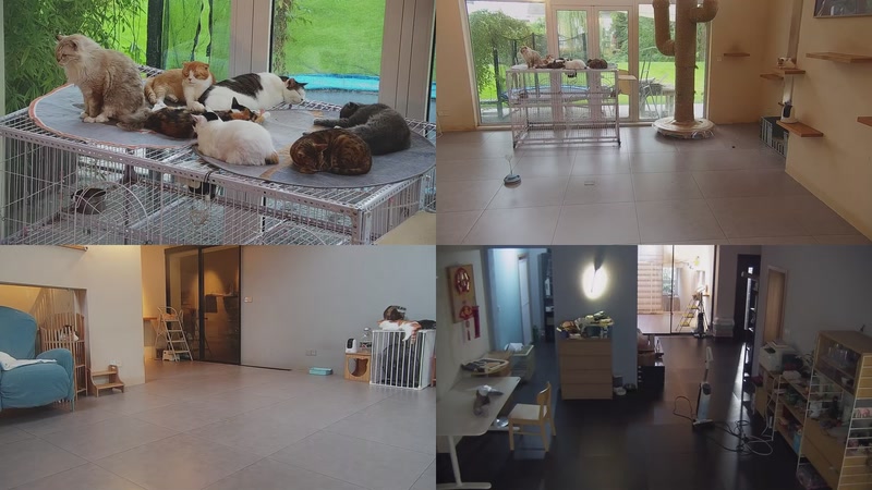 【2025-09-21 16点场】喵放送：喵放送☀️喵呜~