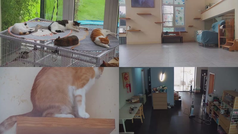 【2025-09-21 12点场】喵放送：喵放送☀️喵呜~