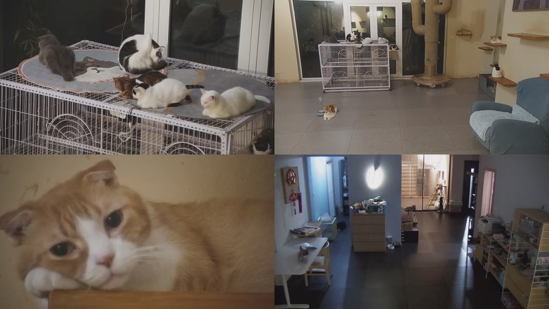 【2025-09-21 18点场】喵放送：喵放送☀️喵呜~