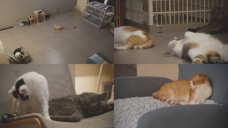 【2025-09-22 21点场】喵放送：喵放送☀️喵呜~