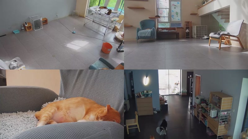 【2025-09-22 13点场】喵放送：喵放送☀️喵呜~