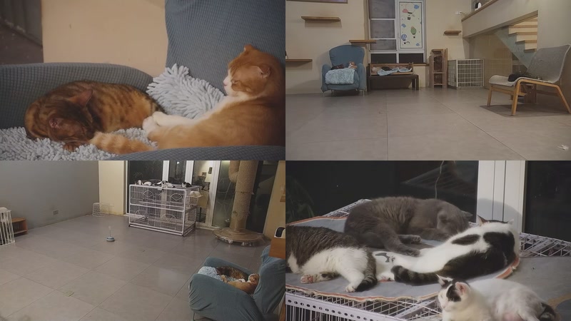 【2025-09-22 00点场】喵放送：喵放送☀️喵呜~