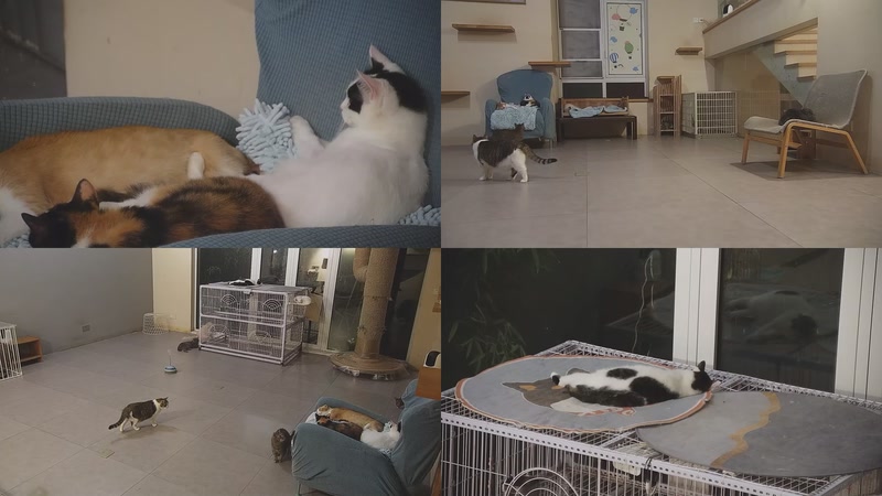 【2025-09-22 02点场】喵放送：喵放送☀️喵呜~