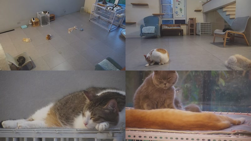 【2025-09-23 05点场】喵放送：喵放送☀️喵呜~