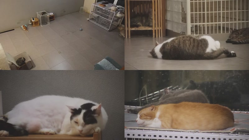 【2025-09-22 23点场】喵放送：喵放送☀️喵呜~