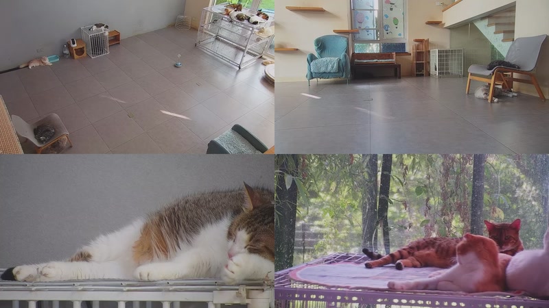 【2025-09-23 07点场】喵放送：喵放送☀️喵呜~