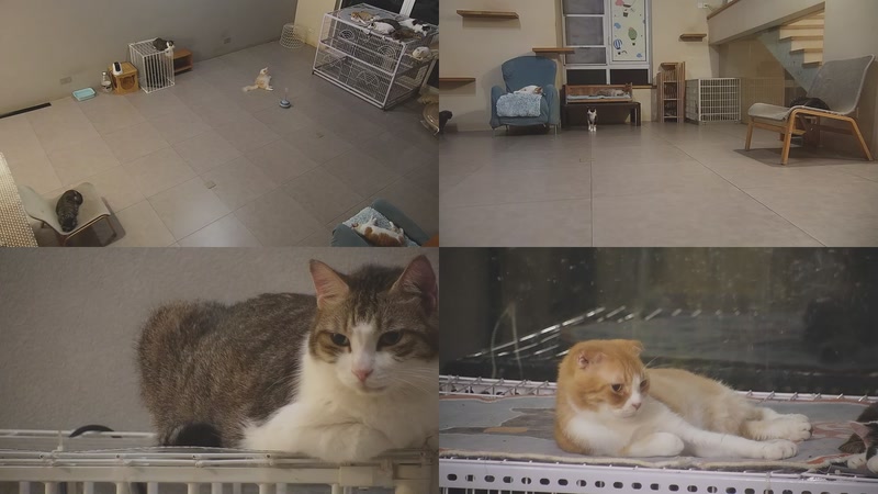 【2025-09-23 03点场】喵放送：喵放送☀️喵呜~