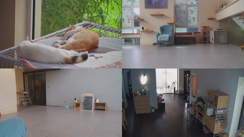 【2025-09-24 09点场】喵放送：喵放送☀️喵呜~