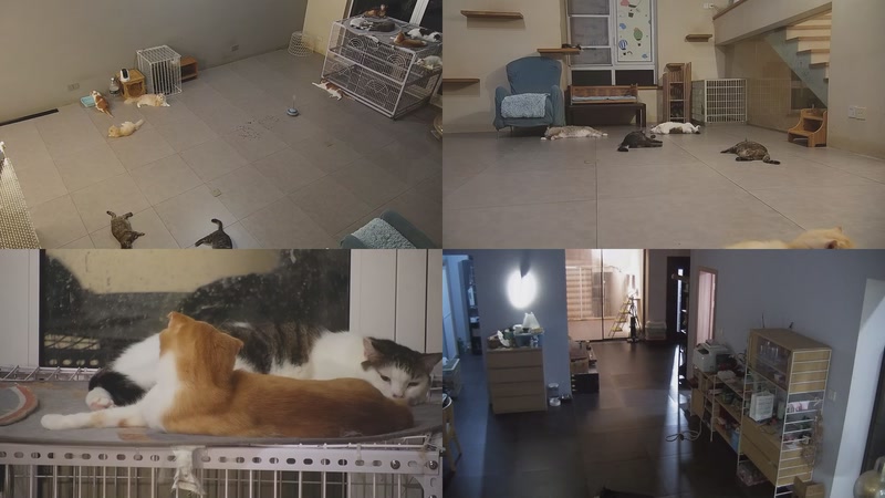 【2025-09-23 21点场】喵放送：喵放送☀️喵呜~