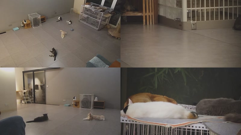 【2025-09-24 07点场】喵放送：喵放送☀️喵呜~